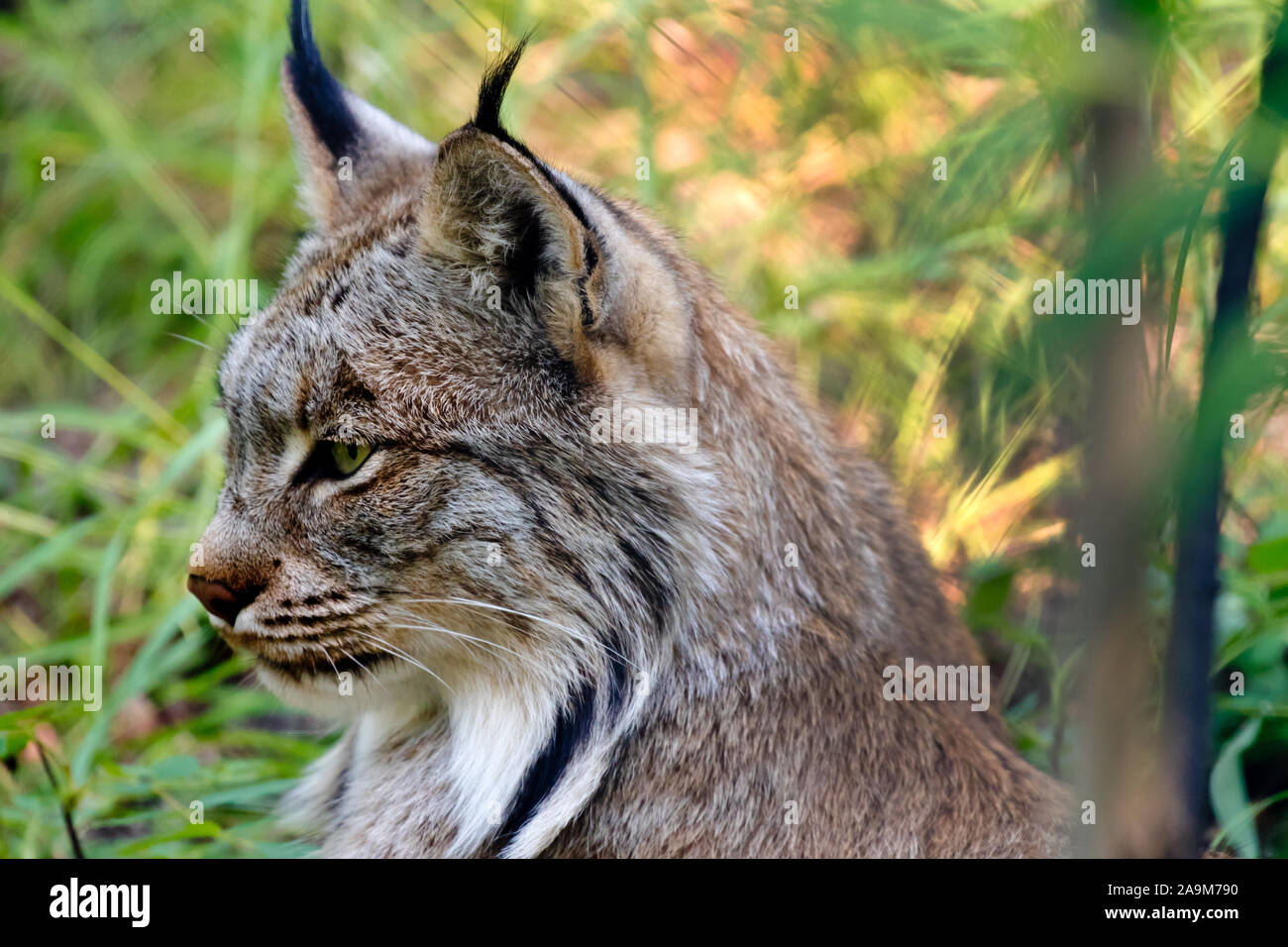 Luchs Porträt im Yukon, Kanada. Stockfoto