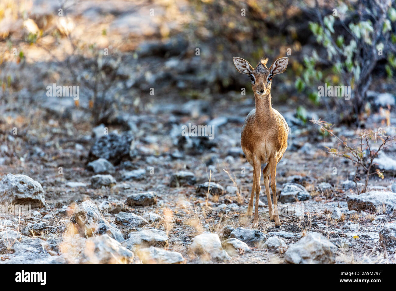 Tierwelt im Etosha National Park, Namibia, Afrika Stockfoto
