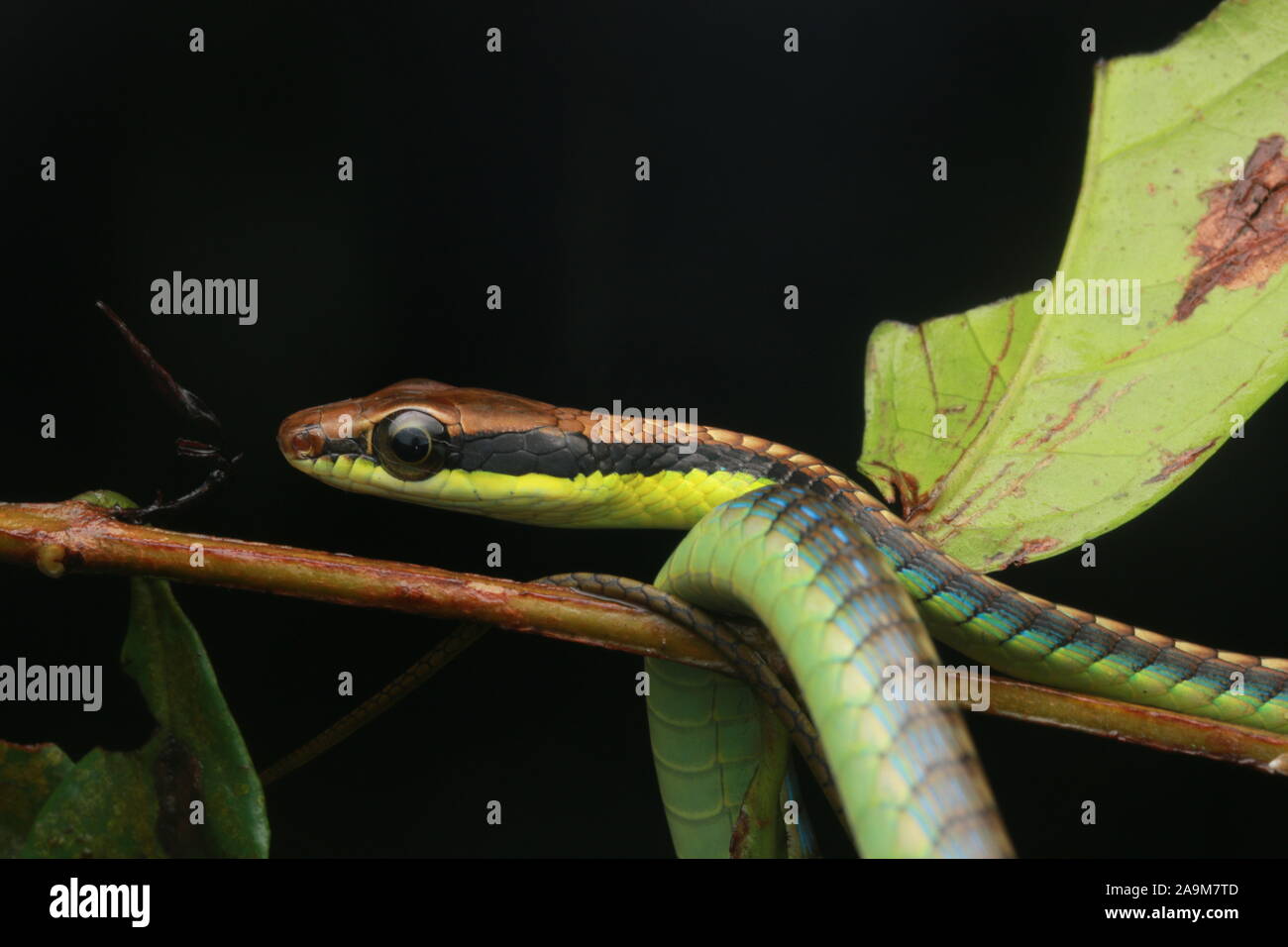 Blau Dendrelaphis cyanochloris BRONZEBACK, auch als der Wall Bronzeback bekannt Stockfoto