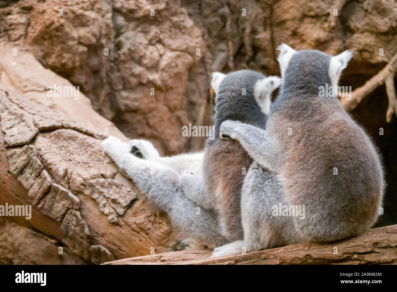 Madagaskar Lemur Exponat, der Bronx Zoo, Wildlife Conservation Society, Bronx Park, Bronx, NYC Stockfoto
