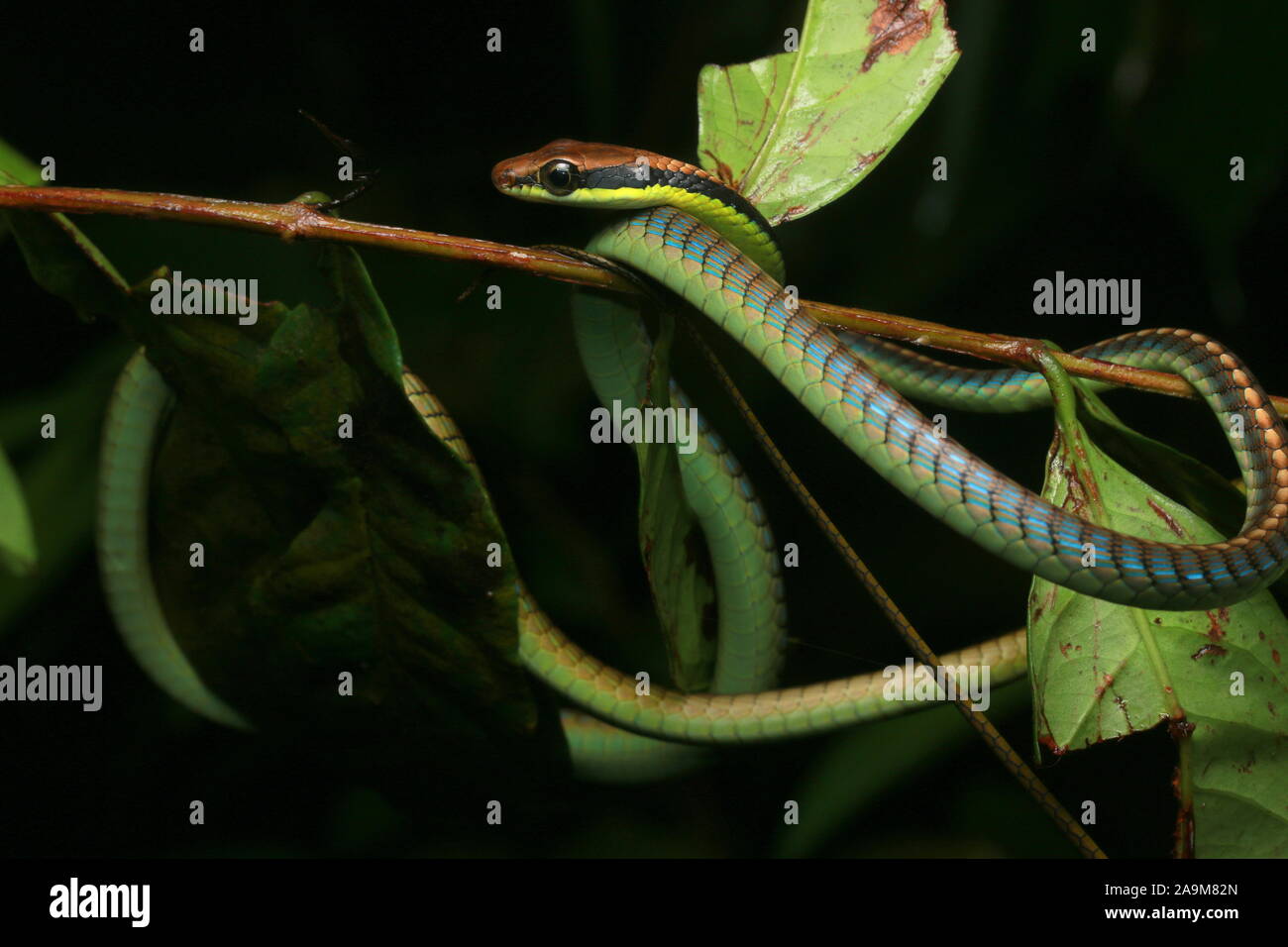 Blau Dendrelaphis cyanochloris BRONZEBACK, auch als der Wall Bronzeback bekannt Stockfoto