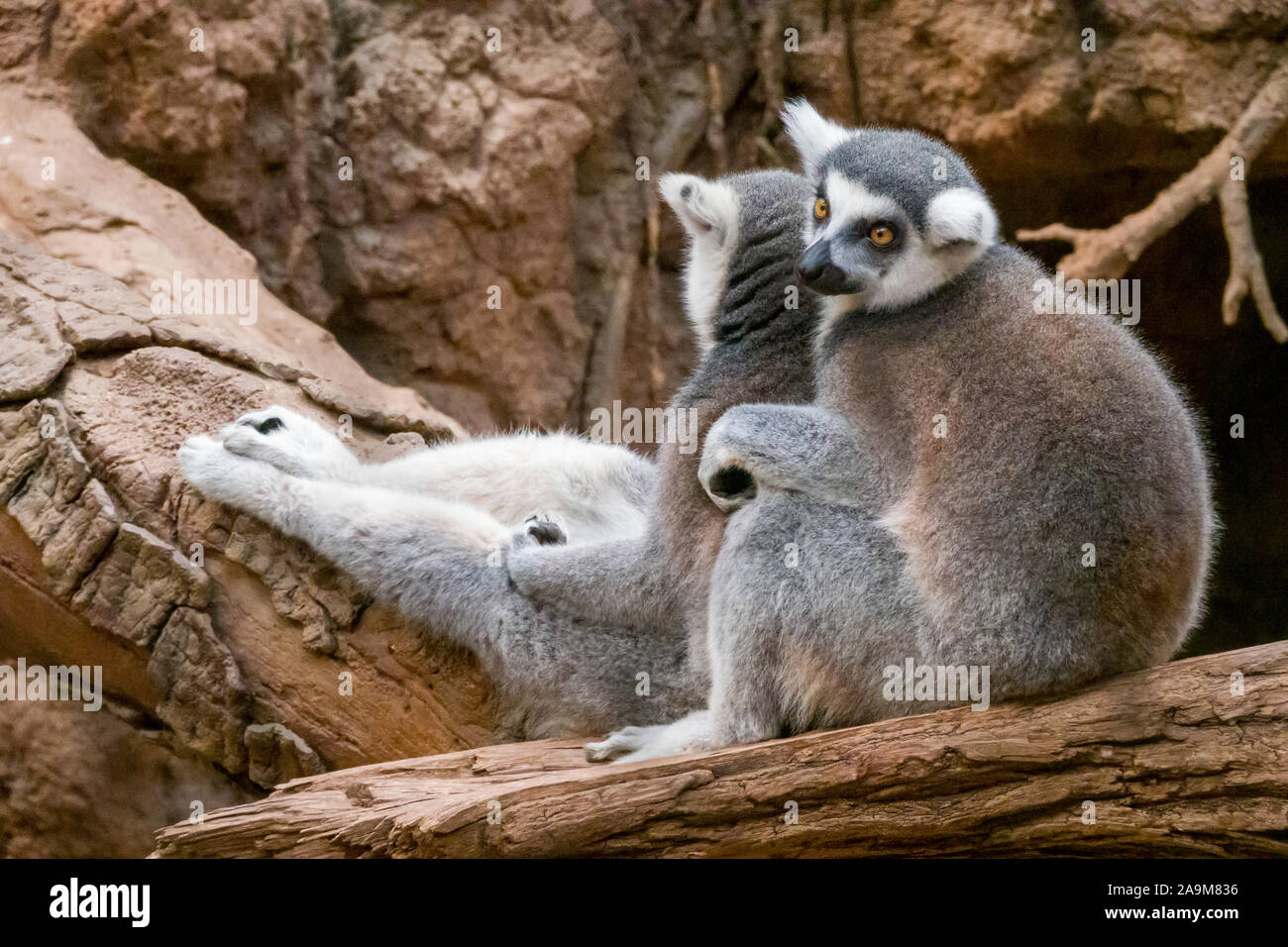 Madagaskar Lemur Exponat, der Bronx Zoo, Wildlife Conservation Society, Bronx Park, Bronx, NYC Stockfoto