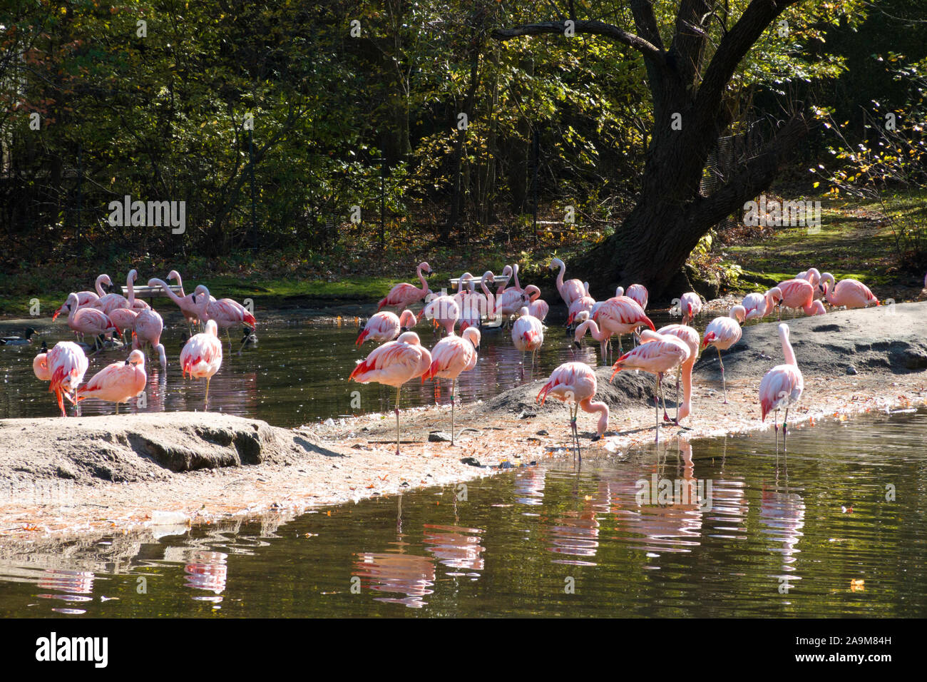 Flamingos, der Bronx Zoo, Wildlife Conservation Society, Bronx Park, Bronx, NYC Stockfoto