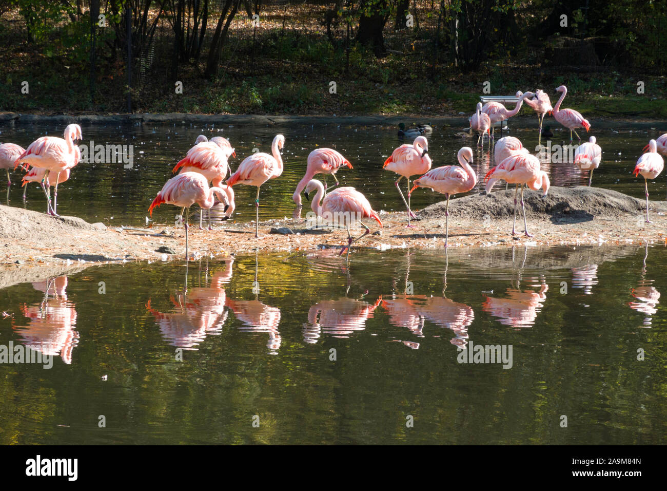 Flamingos, der Bronx Zoo, Wildlife Conservation Society, Bronx Park, Bronx, NYC Stockfoto