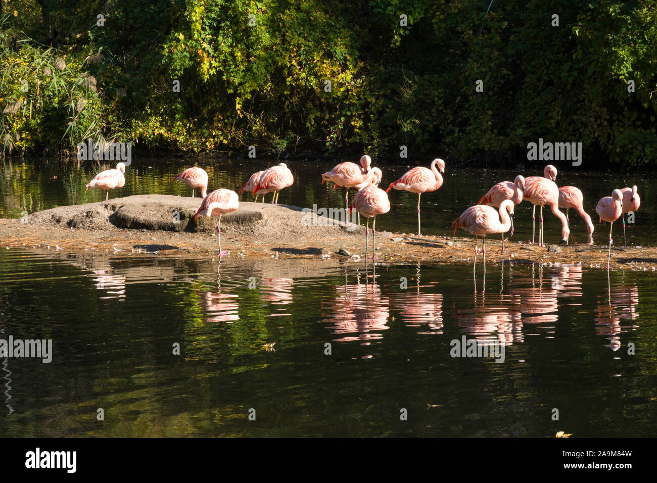 Flamingos, der Bronx Zoo, Wildlife Conservation Society, Bronx Park, Bronx, NYC Stockfoto