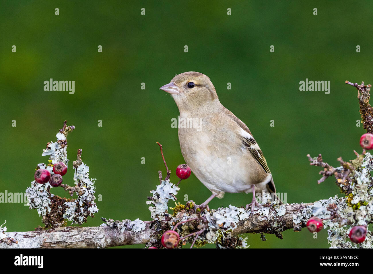 Die nahrungssuche weiblichen Buchfink im Herbst in Mid Wales Stockfoto