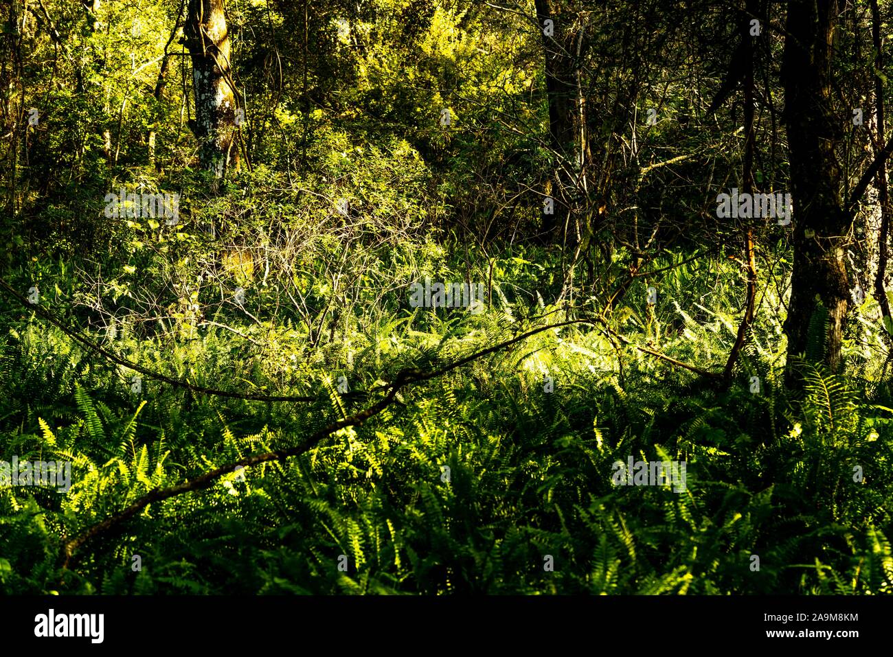 Viel von der natürlichen und künstlichen Schönheit sehen Sie, während Sie die Wanderwege von Sawgrass Lake Park. Stockfoto