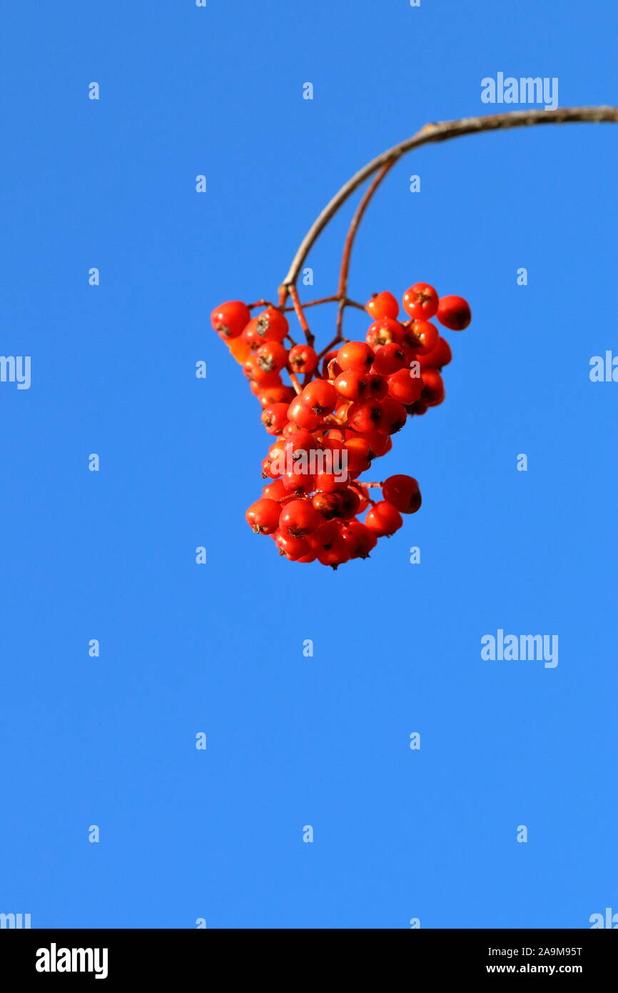 Leuchtend rote Rowan-Beeren vor blauem Himmel Stockfoto
