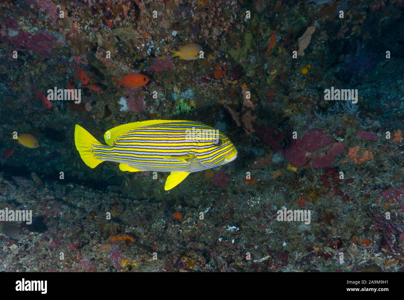 Eine bunte Süßlippen - im Unterwasser Paradies von Bali, Indonesien fotografiert. Stockfoto