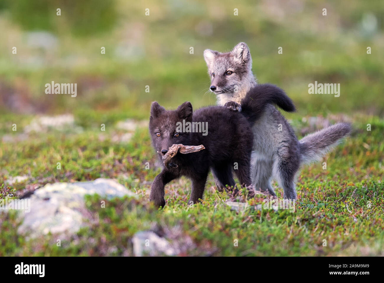 Eisfuchse Stockfotos Und Bilder Kaufen Alamy