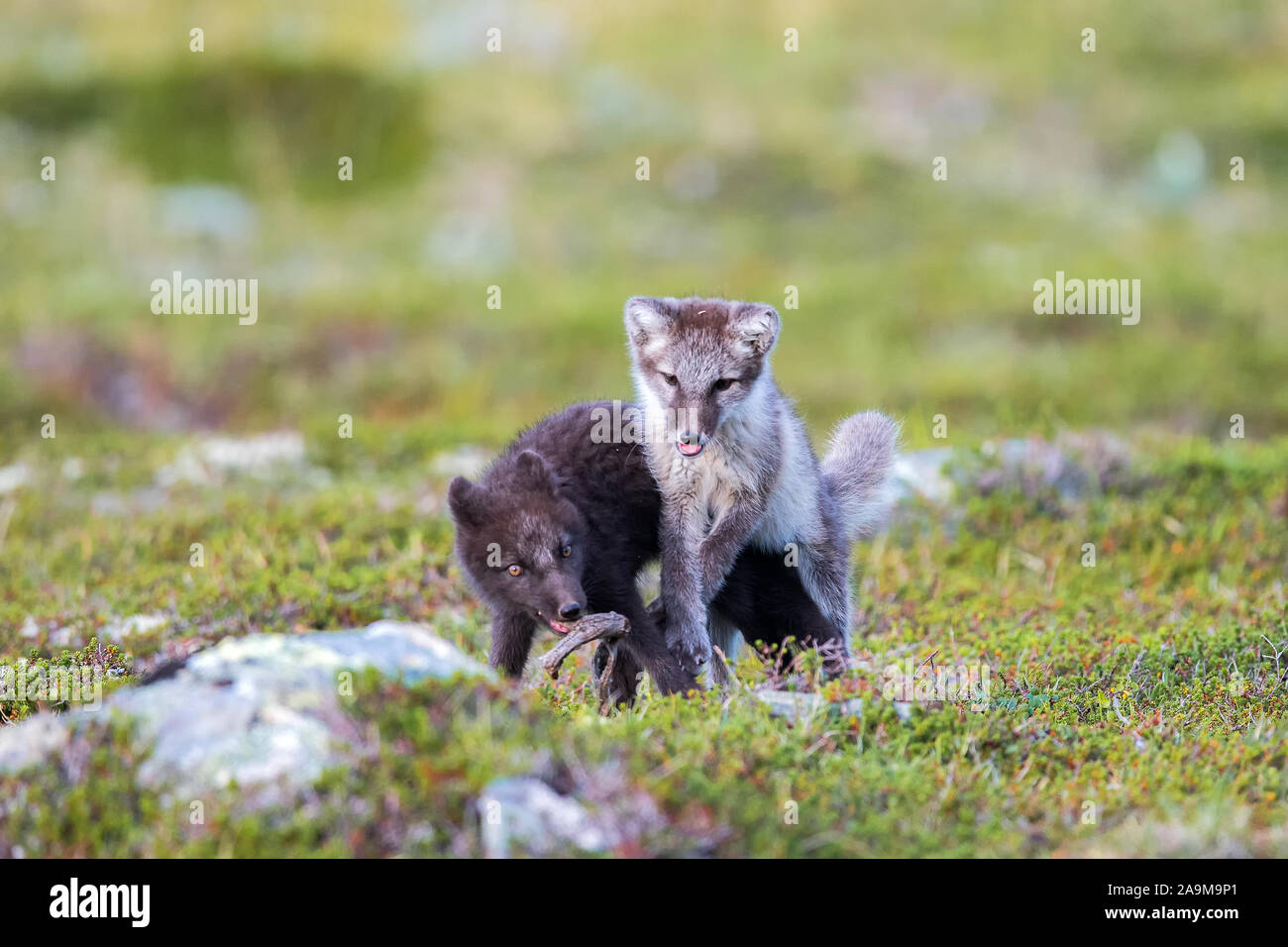 Eisfuchse Stockfotos Und Bilder Kaufen Alamy