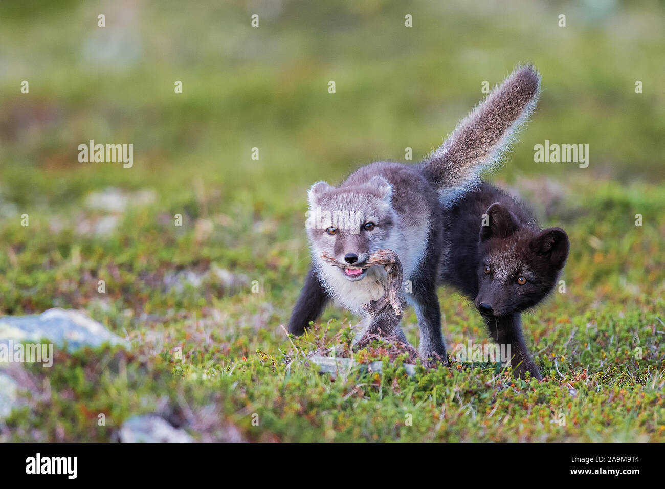 Eisfuchse Stockfotos Und Bilder Kaufen Alamy
