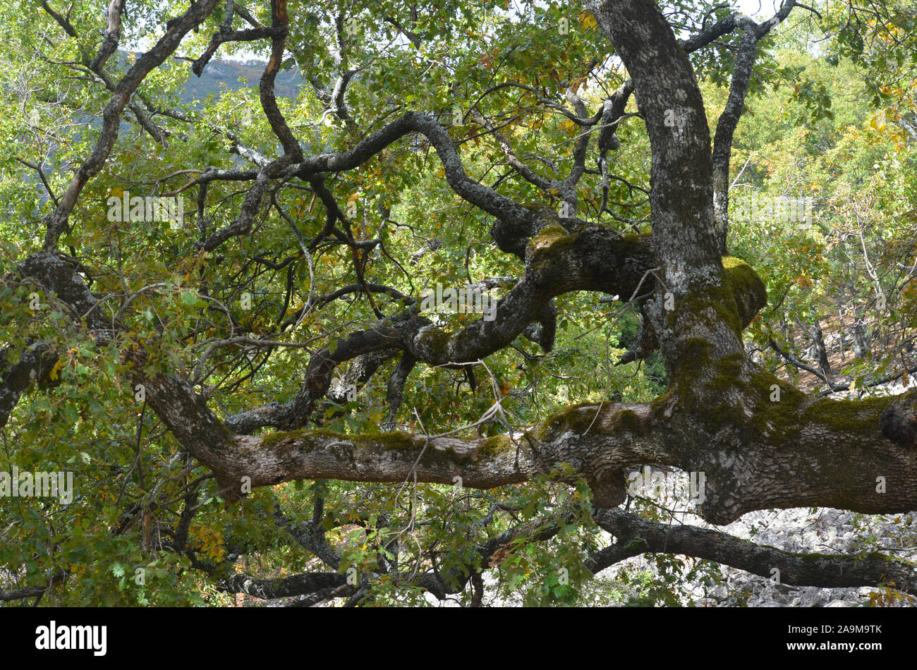 Der Großvater, ein hundertjähriger Eichen in der Sierra Madrona Park, Südspanien Stockfoto