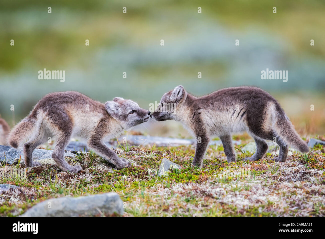Eisfuchse Stockfotos Und Bilder Kaufen Alamy