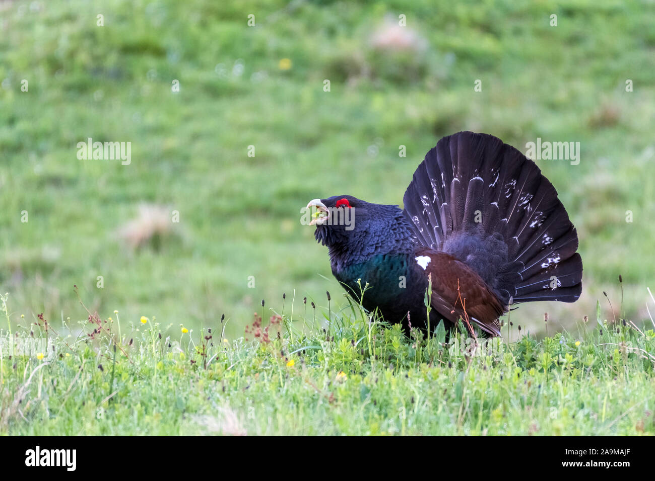 Auerhuhn (at Urogallus) Western Auerhahn Stockfoto