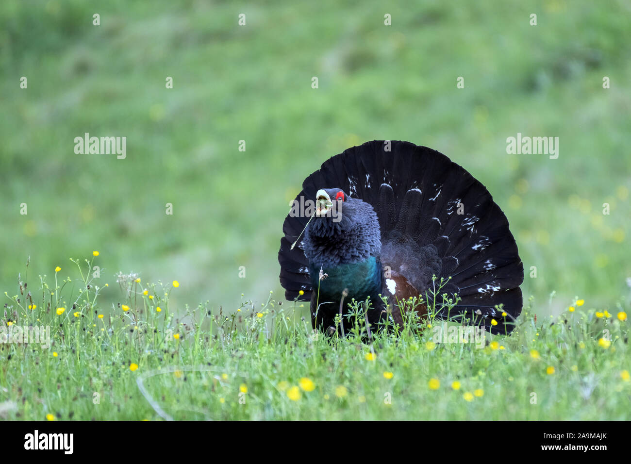 Auerhuhn (at Urogallus) Western Auerhahn Stockfoto