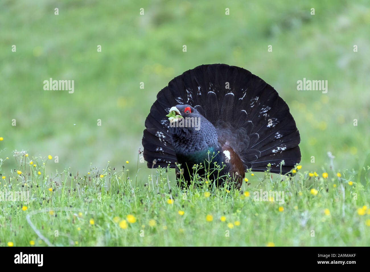 Auerhuhn (at Urogallus) Western Auerhahn Stockfoto
