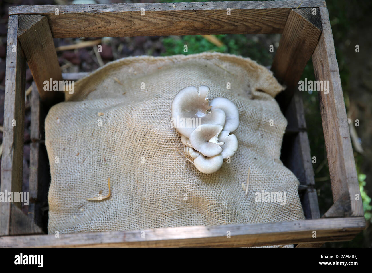 Pilze, die in einer Holzkiste auf dem Sacken wachsen, Fontaines Petrifiant Gardens, La Sône, Frankreich Stockfoto