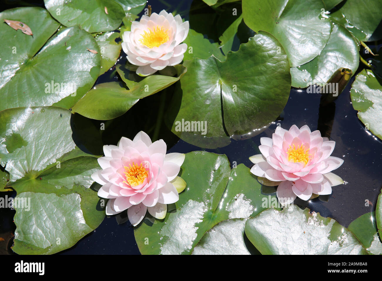 Fontaines Petrifiant Gardens, La Sône, Frankreich Stockfoto