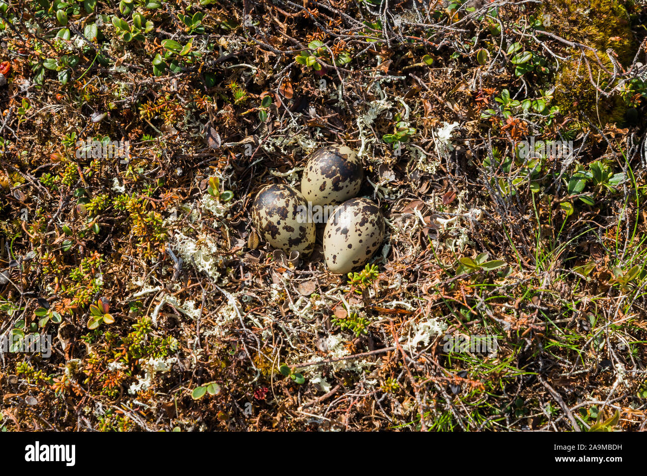 Mornellregenpfeifer (Charadrius morinellus) Gelege, Nest Stockfoto