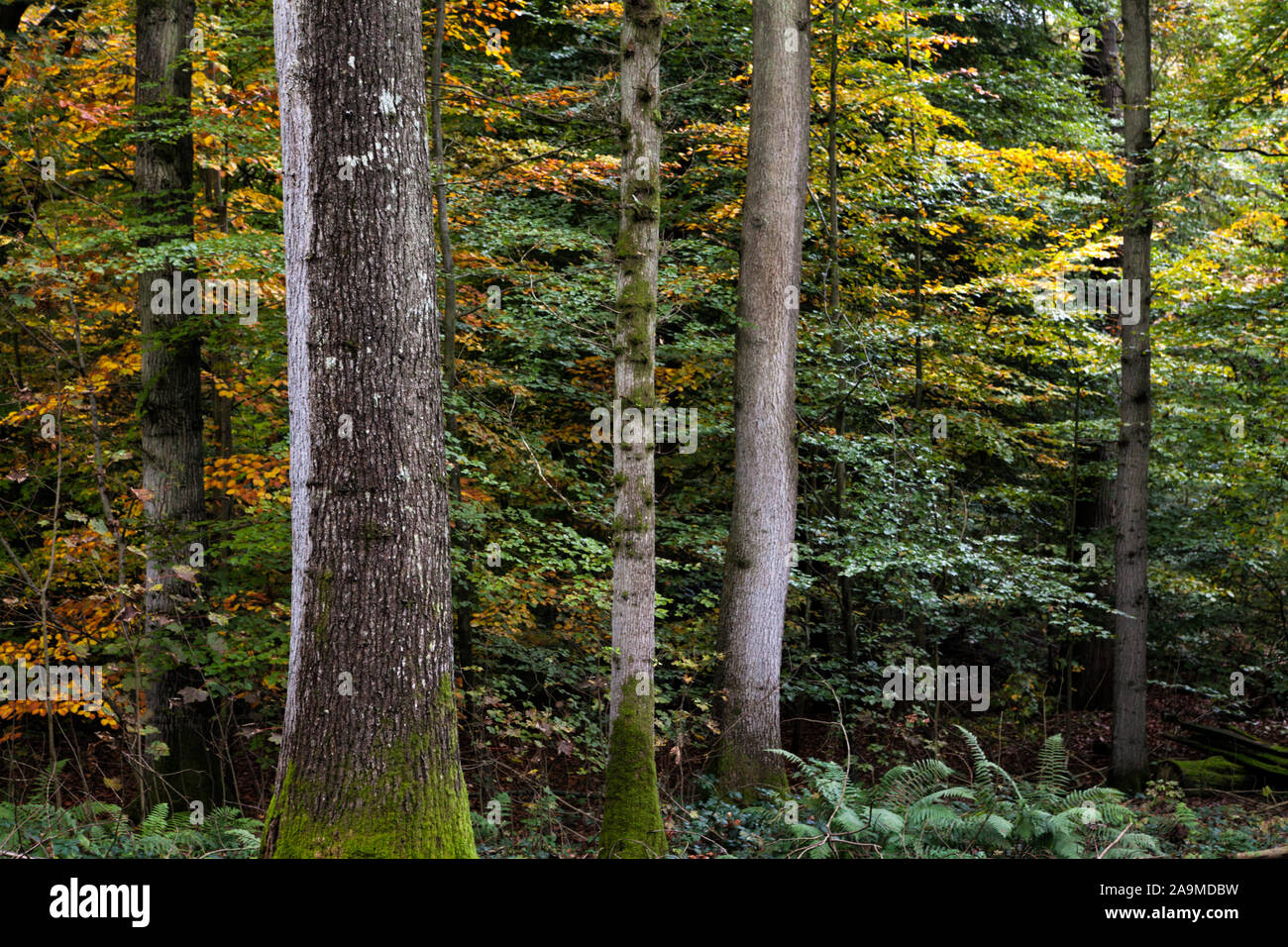 Bäume und Herbst Farben in einem gemischten Englisch woodland, East Sussex, England, Großbritannien Stockfoto