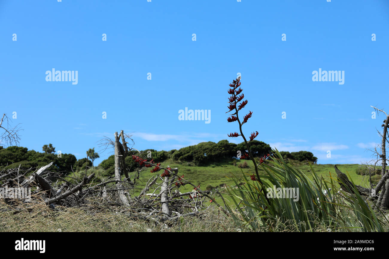 Neuseeland Flachspflanze Stockfoto
