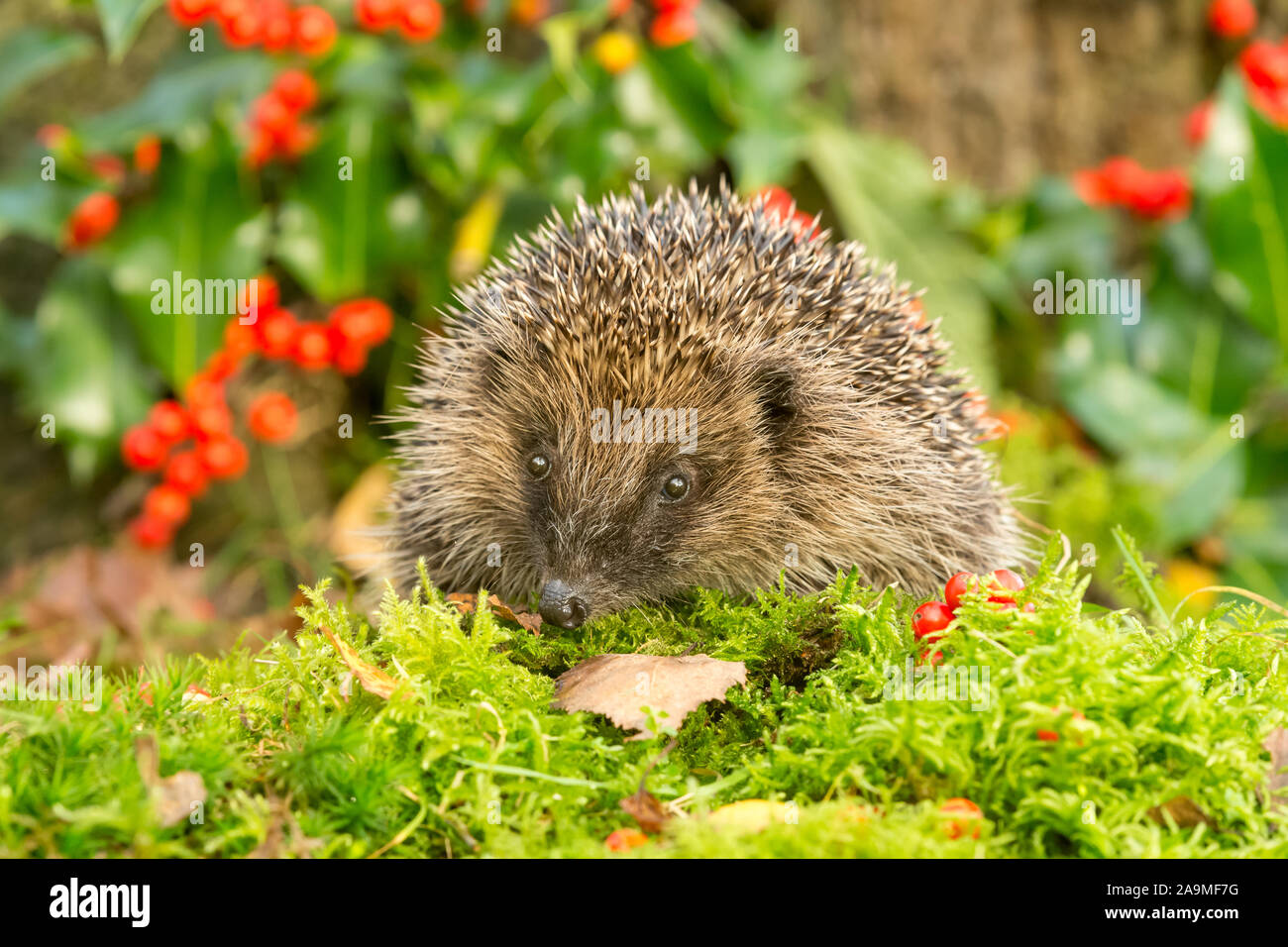 Wilder, einheimischer Igel auf der Suche nach Igelfreunden im Garten. In einem Wildtierhäuschen aufgenommen, um die Gesundheit und die Population dieses rückläufigen Säugetieres zu überwachen Stockfoto