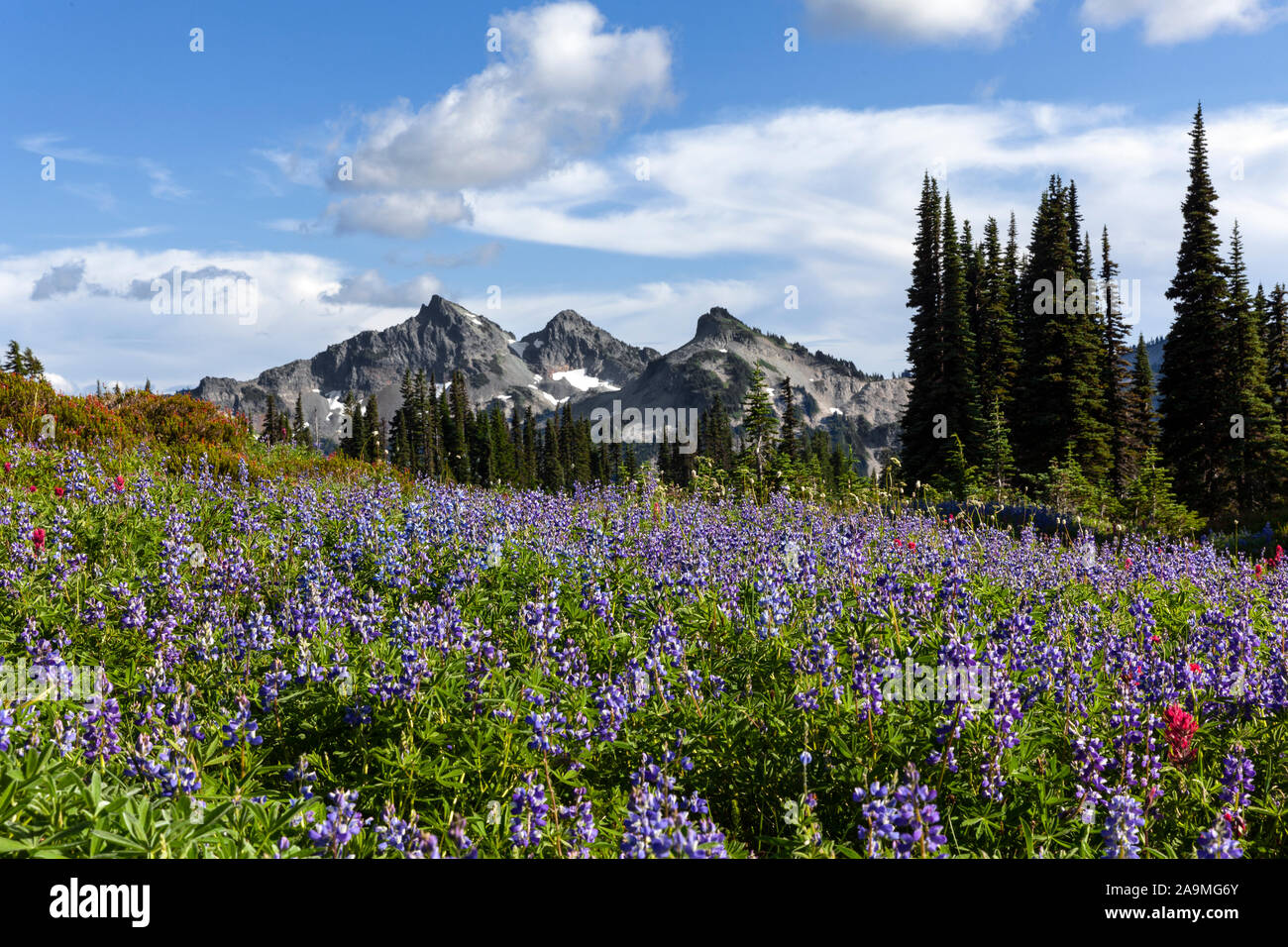 WA 17287-00 ... WASHINGTON - Die Tatoosh reichen von Mazama Ridge in Mount Rainier National Park gesehen. Stockfoto