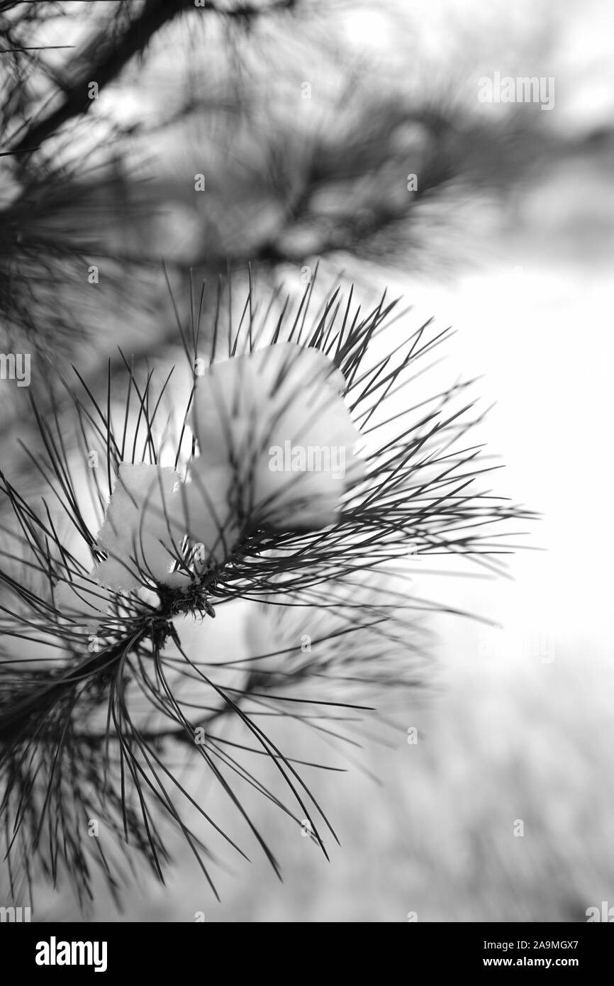 Kiefer Zweig mit Schnee im Winter Garten bedeckt. Schwarz-weiß Foto. Stockfoto
