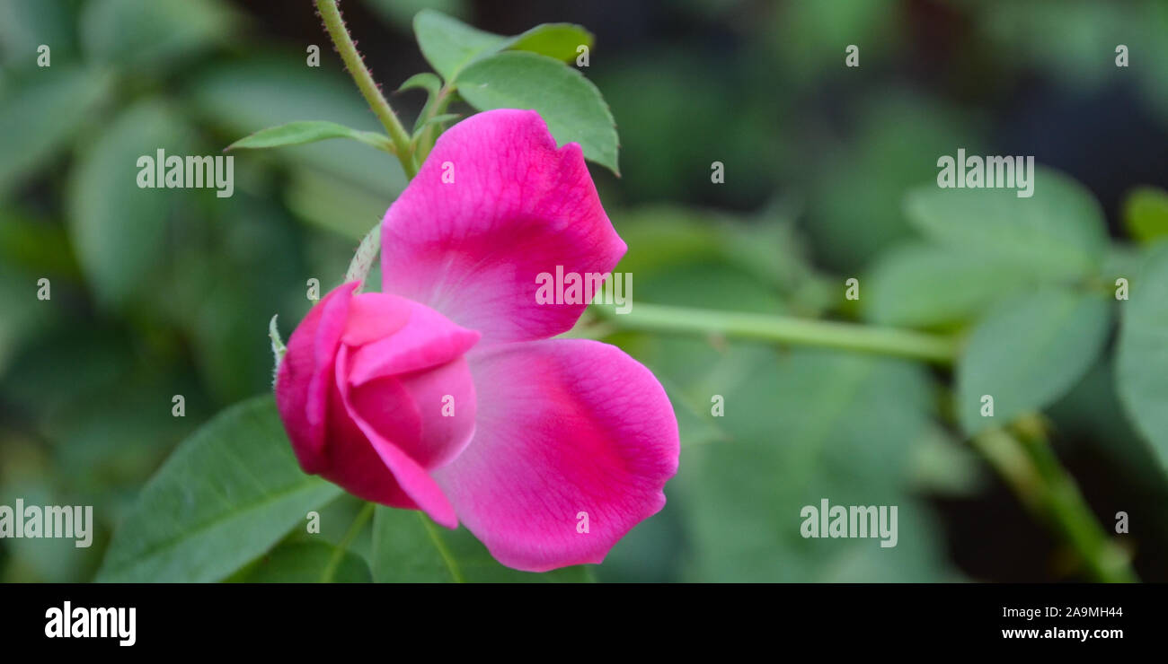 Frische rosa Rose im natürlichen Lebensraum Stockfoto