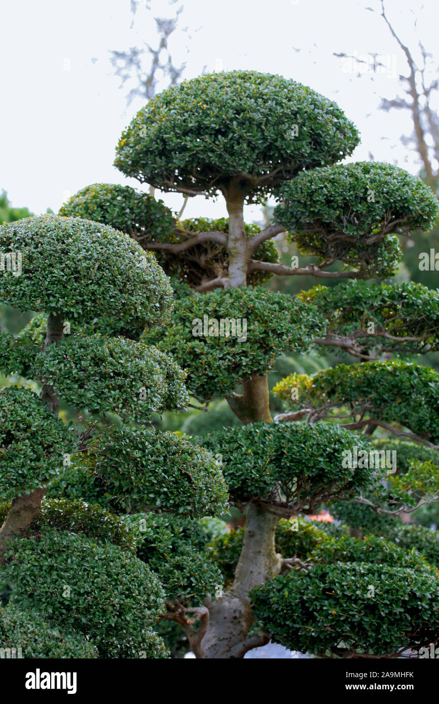 algenkalk für thuja Algenkalk in BIO-Qualität für Schildkröten – Schildkröten.de