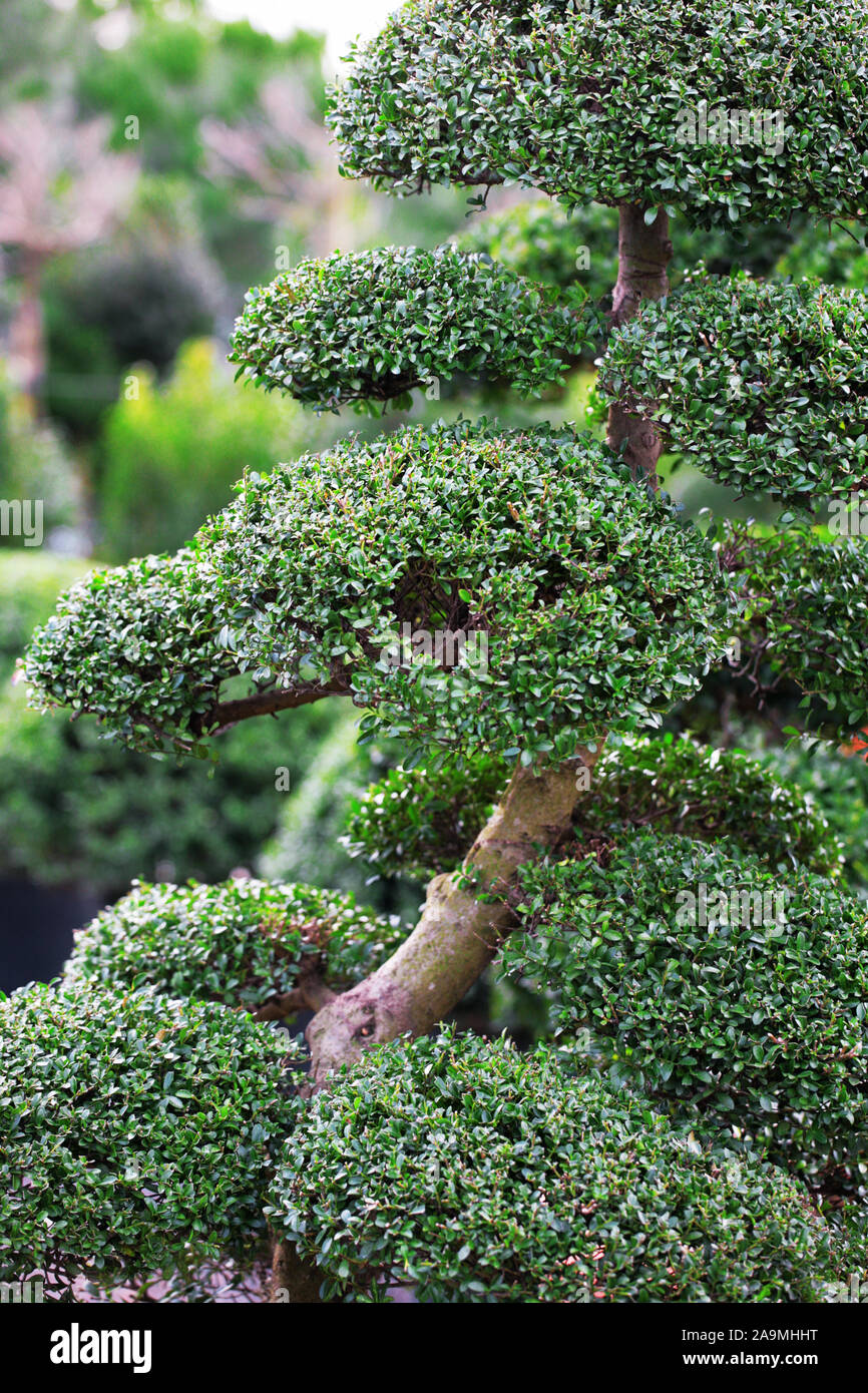 podocarpus macrophyllus var. maki Podocarpus 'Maki'  Lichtenfelt's