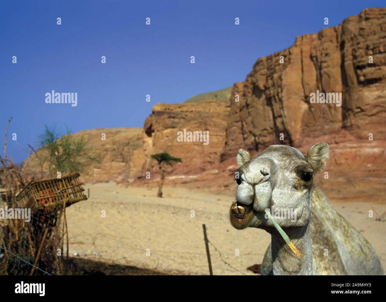 Kamel kauen ein Stroh bei Beduinen Camp in der Wüste Stockfoto