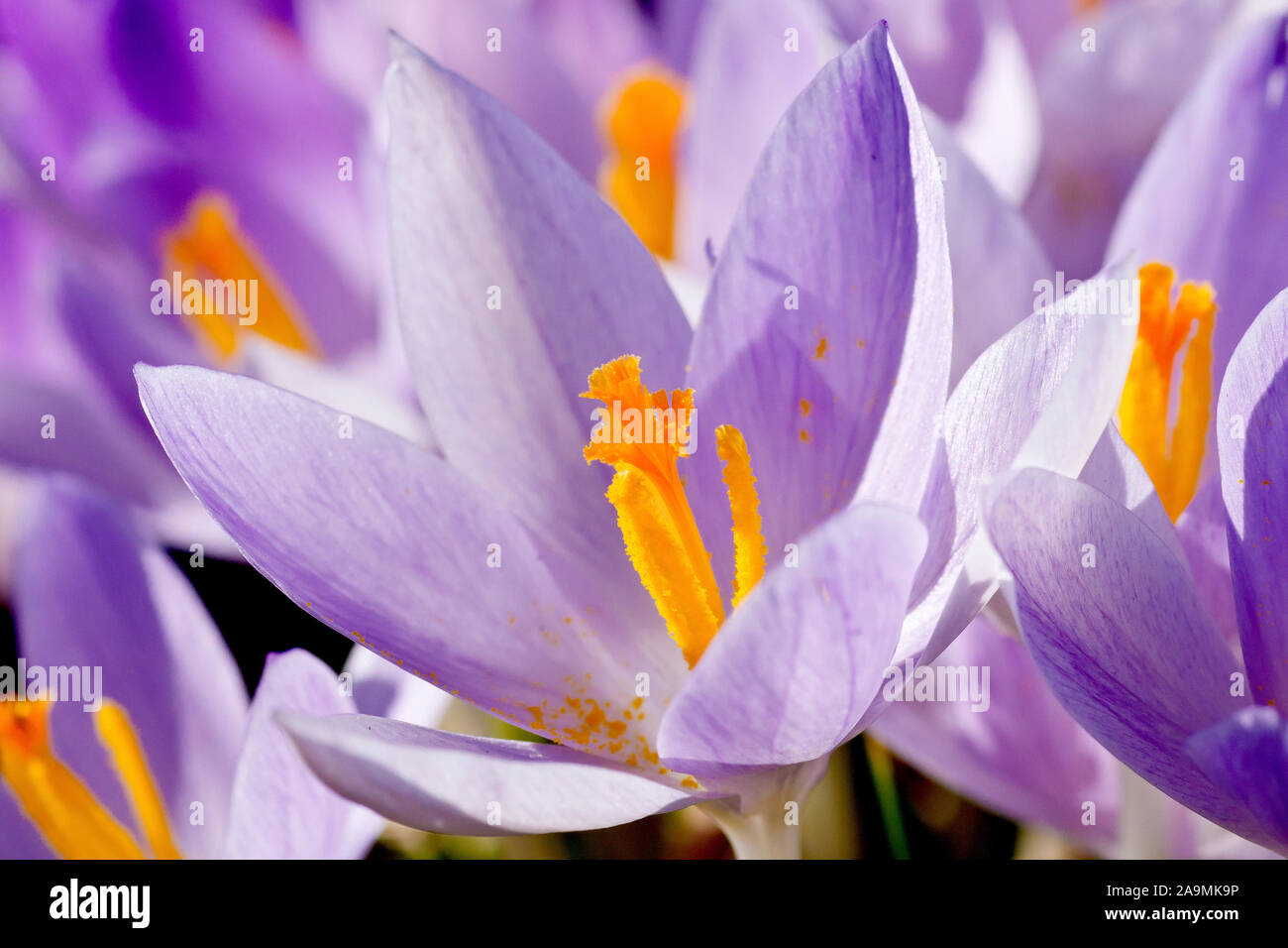 Krokus (Crocus vernus), in der Nähe von einer einzigen Blume aus vielen wachsen in einem öffentlichen Park. Stockfoto