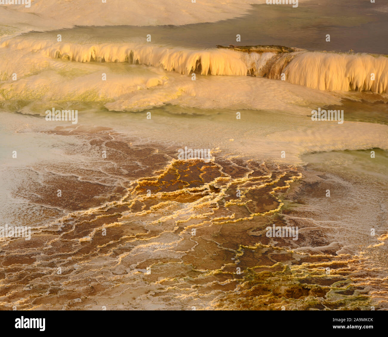 Travertin Formationen im grünen Frühling, Obere Mammut Terrassen, Yellowstone National Park, Wyoming, USA. Stockfoto