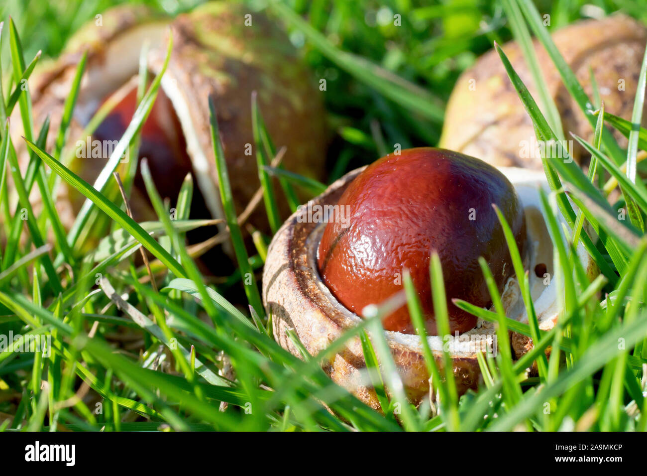 Kastanien oder Conkers (aesculus hippocastaneum), Nahaufnahme ein conker noch in seinem Fall öffnen, die auf dem Gras. Stockfoto