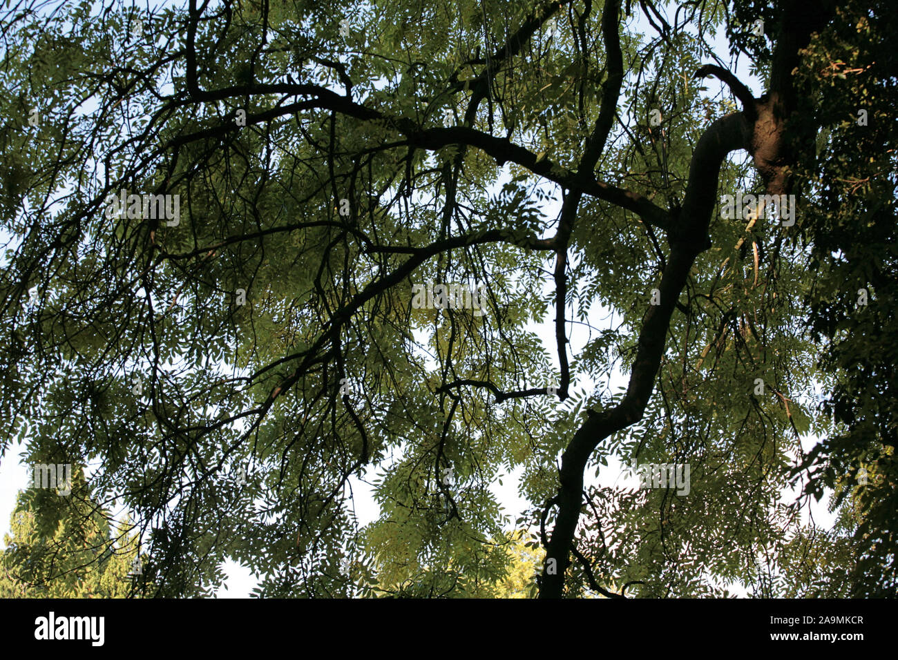 Verbreitung Baum im Garten von Gilbert's White House, der aufwacht, Selborne, Hampshire, Großbritannien Stockfoto