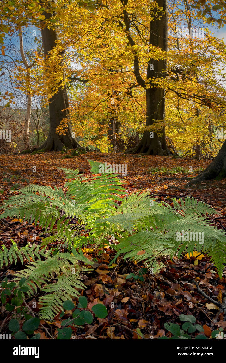 Hovingham hohe Holz im Herbst Sonnenschein, Ryedale, North Yorkshire, UK. Stockfoto