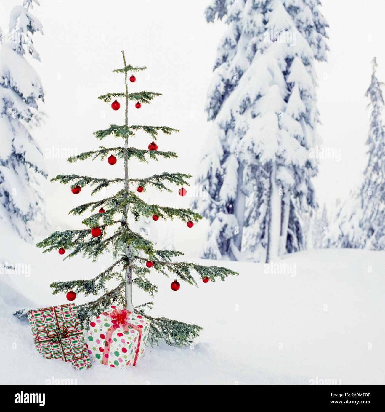 Echte, lebendige Weihnachtsbaum und Geschenke Geschenke im Freien mit verschneiten Wald wüste Landschaft Hintergrund. Schöne, einfache Urlaub natur schnee Szenen. Stockfoto