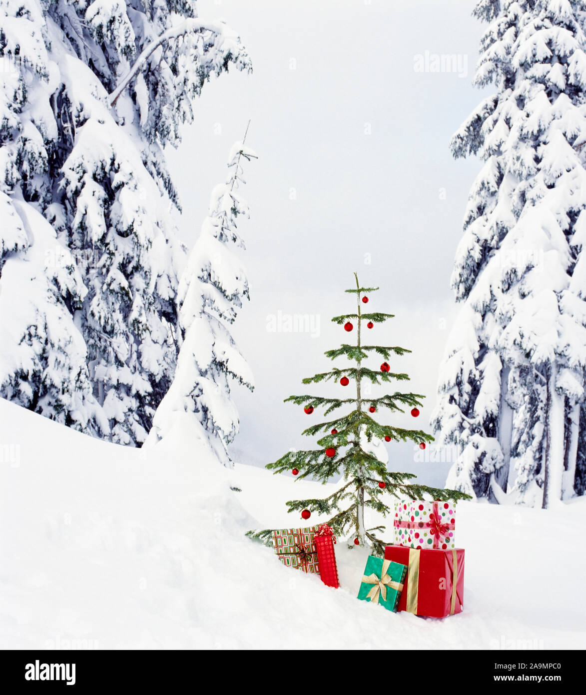 Echte, lebendige Weihnachtsbaum und Geschenke Geschenke im Freien mit verschneiten Wald wüste Landschaft Hintergrund. Schöne, einfache Urlaub natur schnee Szenen. Stockfoto