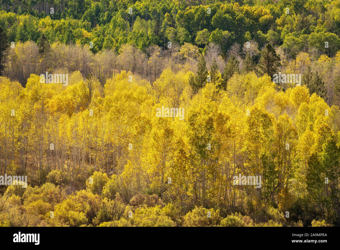 Aspen Bäume bei Conway Gipfel, östlichen Berge der Sierra Nevada, Kalifornien. Stockfoto