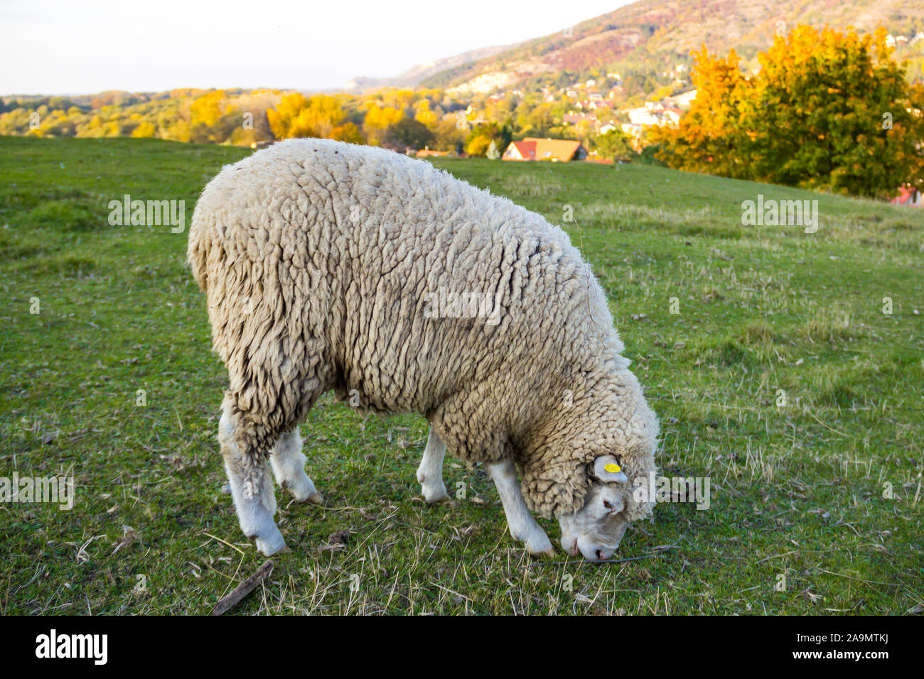 Schafe grasen auf einer grünen Wiese, Slowakei Stockfoto