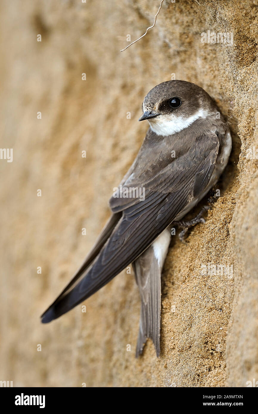 Uferschwalbe Riparia Riparia, Sand Martin Stockfoto