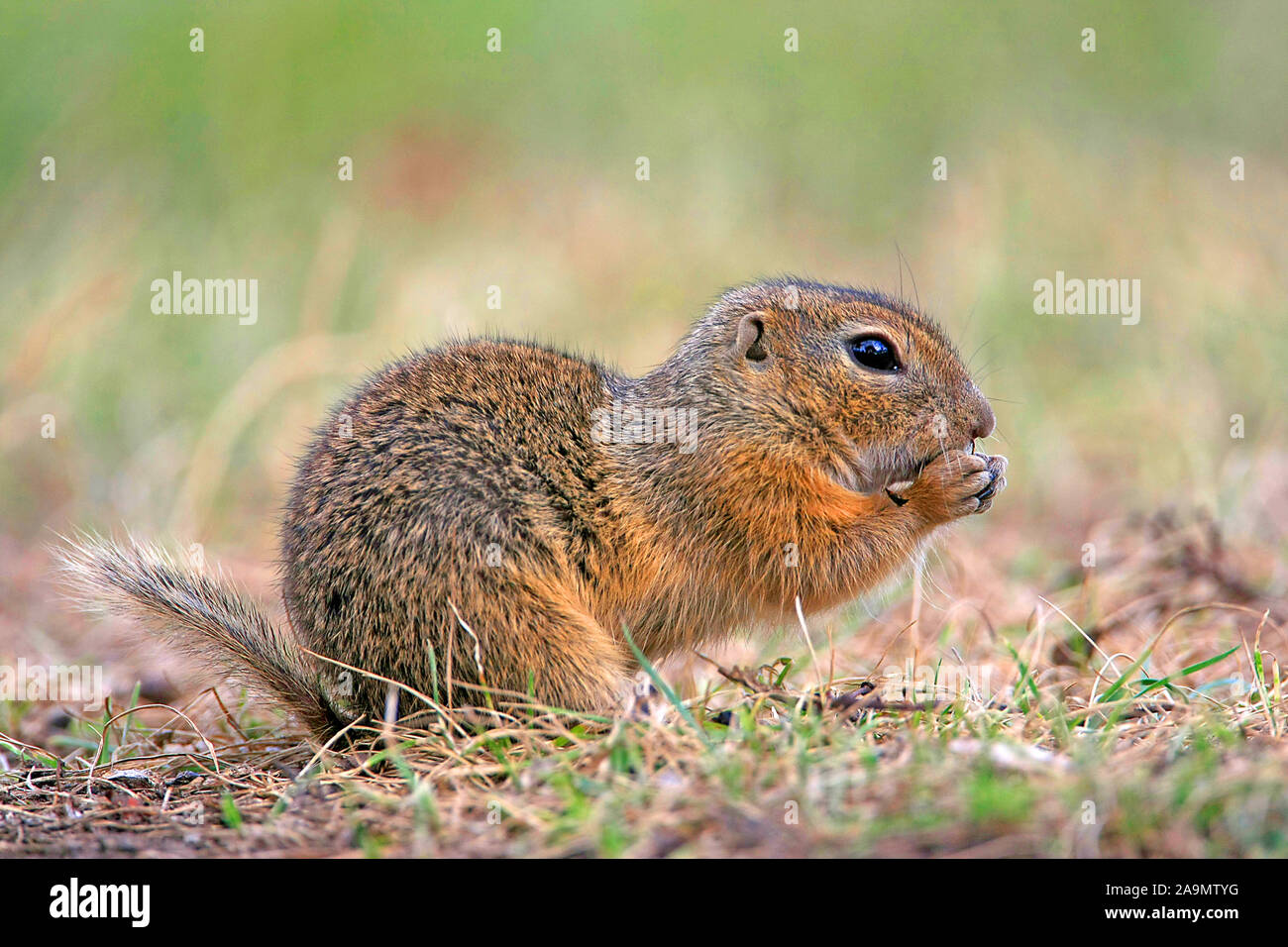 Zieselmaus Suslik spermophilus citellus -Fotos und -Bildmaterial in hoher ...