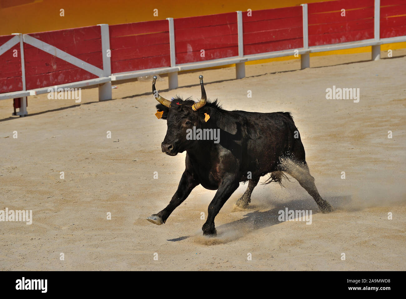 Stierkampf in der Arena von Saintes Maries De La Mer, La Camargue, Provence, Frankreich, Europa Stockfoto