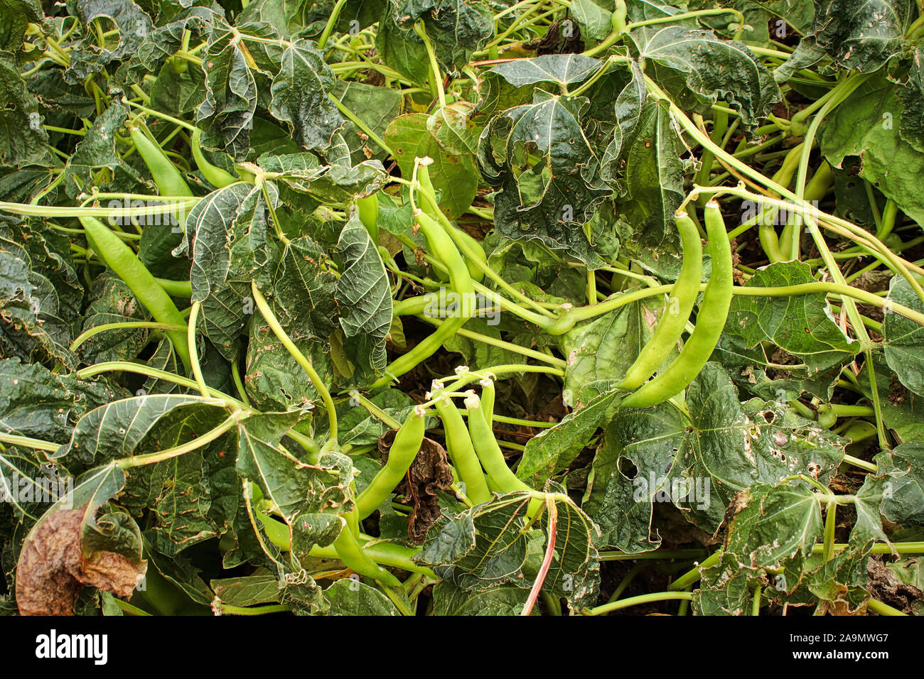 Nahaufnahme von Bohne Pflanzen nach einem Frost Stockfoto