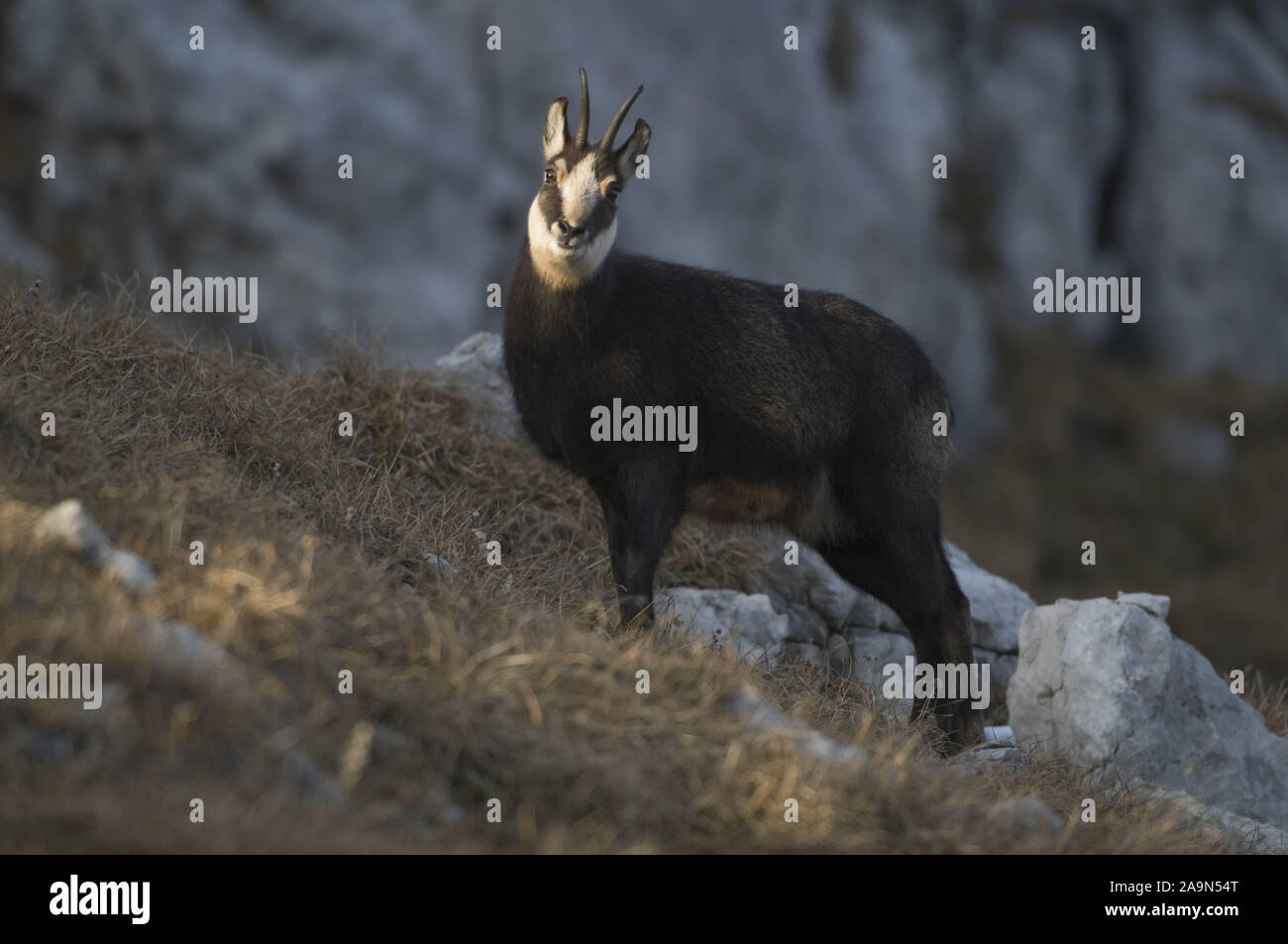 Gämse, Rupicapra rupicapra, Chamois Stockfoto