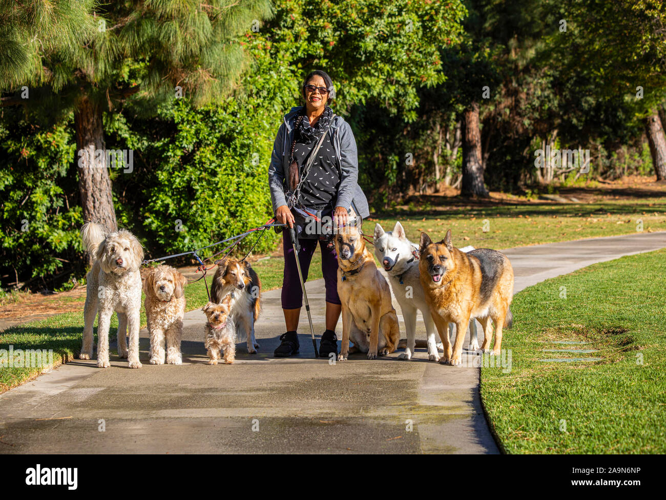 Bild von Hund Walker mit sieben Hunde mit einem Yorkie, Deutscher Schäferhund, Collie, Labradoodle und Husky, ein Trail hinunter. Stockfoto