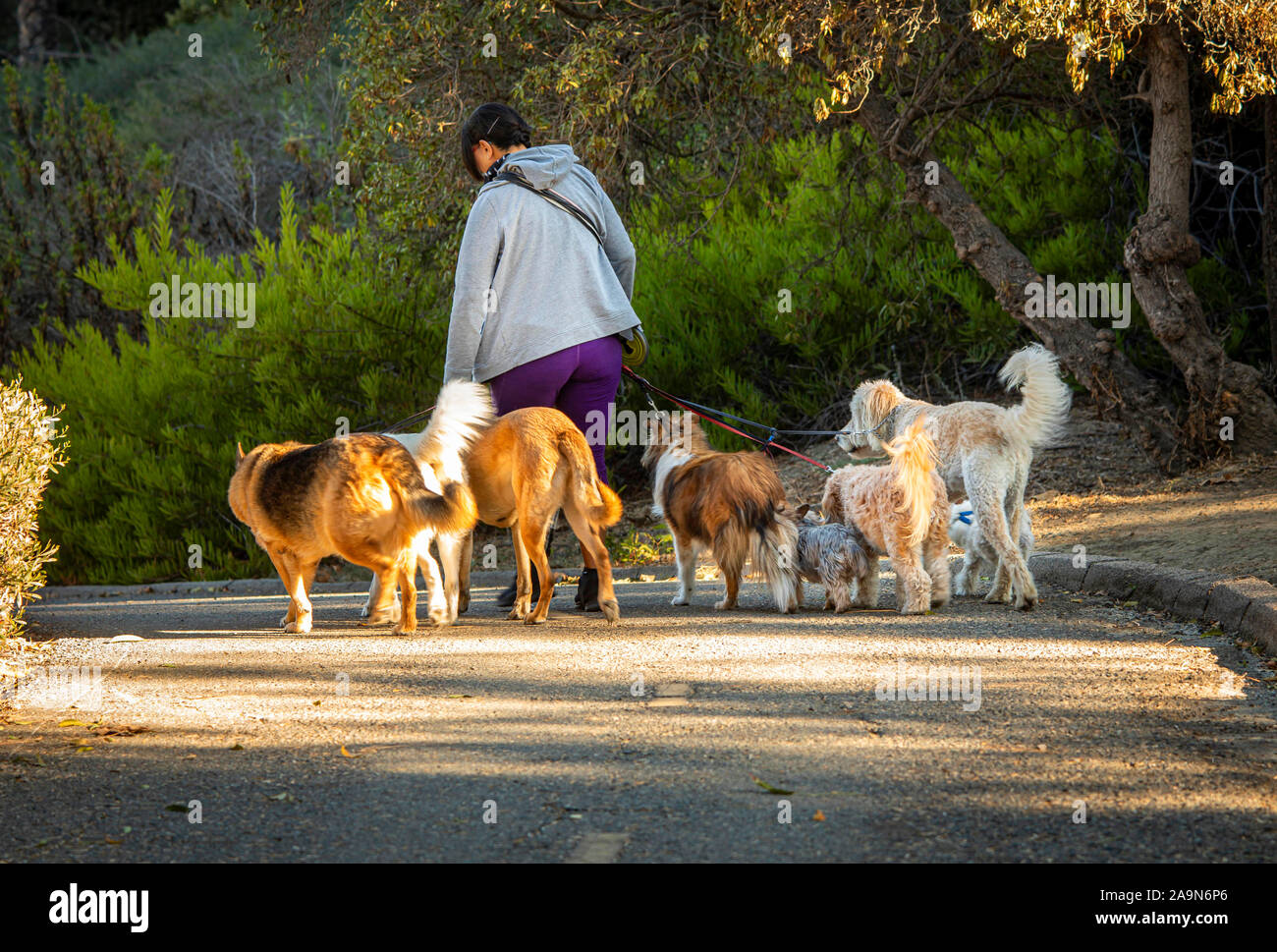 Bild von Hund Walker mit neun Hunden mit einem Yorkie, Deutscher Schäferhund, Labradoodle und ein collie Hinunter eine Spur Stockfoto