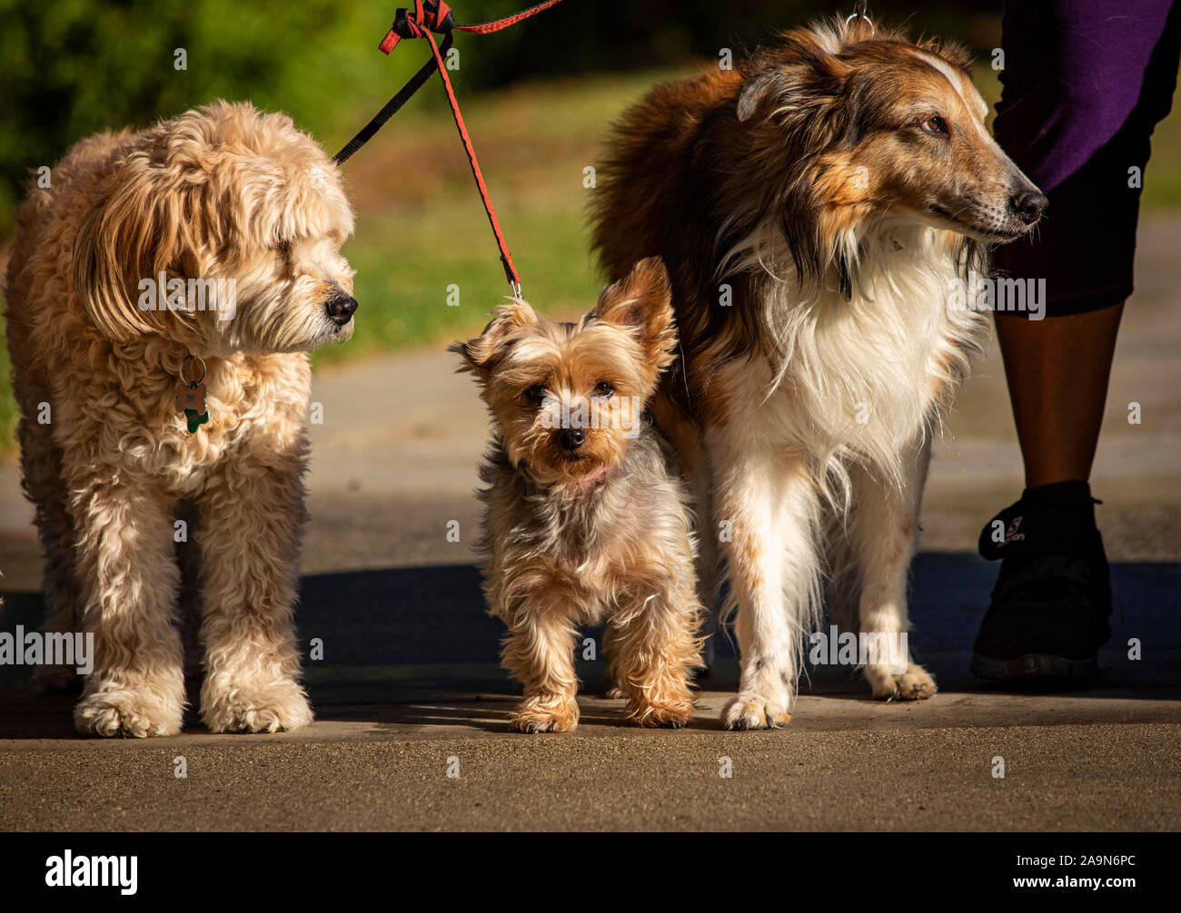 Drei Hunde einschließlich Yorkie, Collie, und Labradoodle, auf Leinen mit dem Hund Walker Bein sichtbar Stockfoto